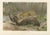 After Wilhelm Kuhnert, Jaguar Killing Tapir, 1894, Paper For Sale - Image 9 of 9