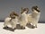 Set of three Patinated brass and white fur mountain sheep ram sculptures made in 1970’s in Korea and recently recovered in...
