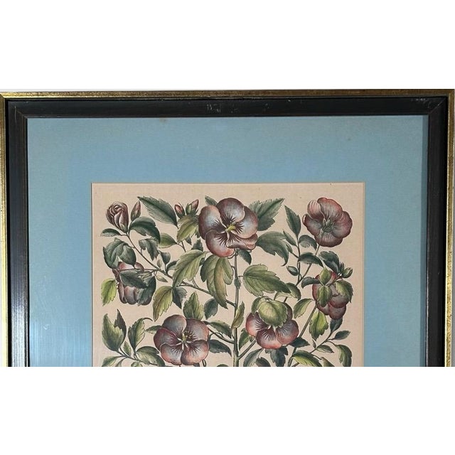 Vintage Framed Basilius Besler Botanical Lithograph Prints Hortus Eystettensis Pair For Sale - Image 4 of 18