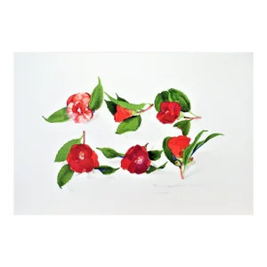 Gary Bukovnik, 6 Camellias After An Unknown Japanese Artist, 1988