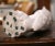19th Century French Carved Marble Eagle Sculpture With Glass Eyes For Sale - Image 10 of 12