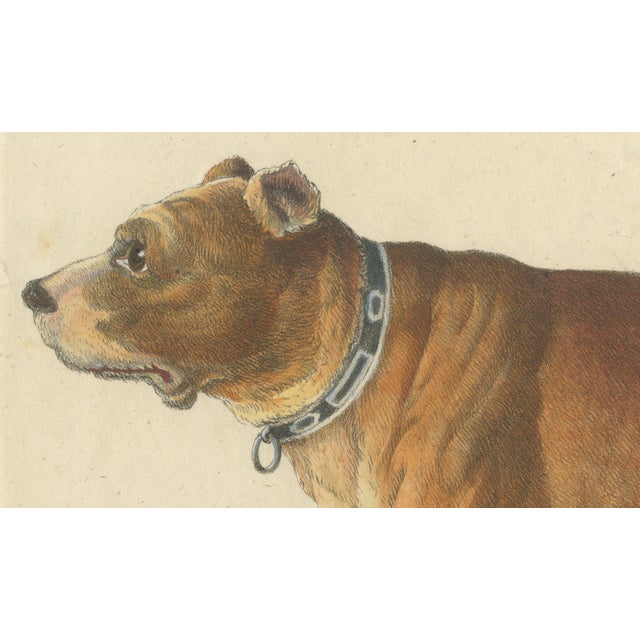 Karl Joseph Brodtmann, Mastiff Dog, 1816, Lithograph For Sale - Image 3 of 9