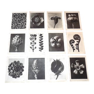 Vintage Karl Blossfeldt Botanical Photogravures-Extreme Closeups-Set of 12 For Sale