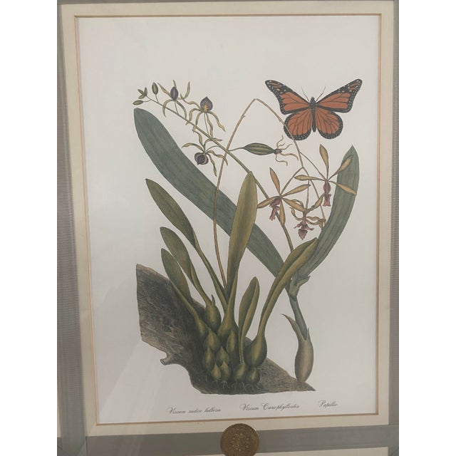 1980s Mark Catesby Hand-Colored Engraving Prints Set of 4 For Sale - Image 9 of 13