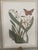 1980s Mark Catesby Hand-Colored Engraving Prints Set of 4 For Sale - Image 9 of 13