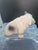 1960s Vintage White Bulldog With Spots Puppy Figurine Dog, Japan For Sale - Image 5 of 7