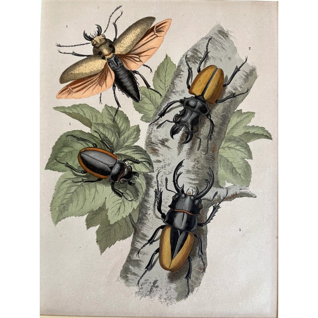 Black Variety of Colorful Beetles Bugs Illustrative Lithograph, C-1866 For Sale - Image 8 of 9