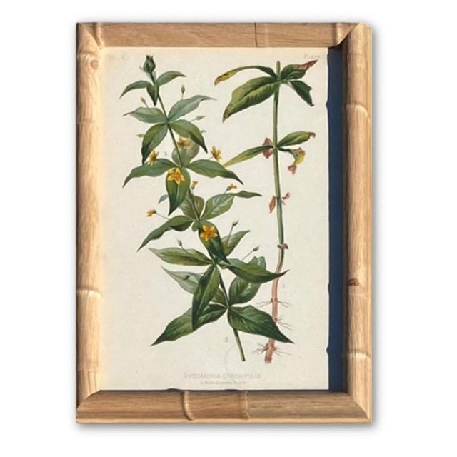Framed Botanical Chromolithographs Set of 9 — “Wild Flowers of America”, Volume Ii, L. Prang & Co., Boston (C. 1878) For Sale In Los Angeles - Image 6 of 18