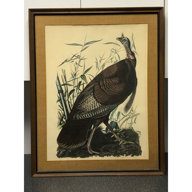 Vintage Penn Print Edition Audubon Wild Turkey Reproduction Print