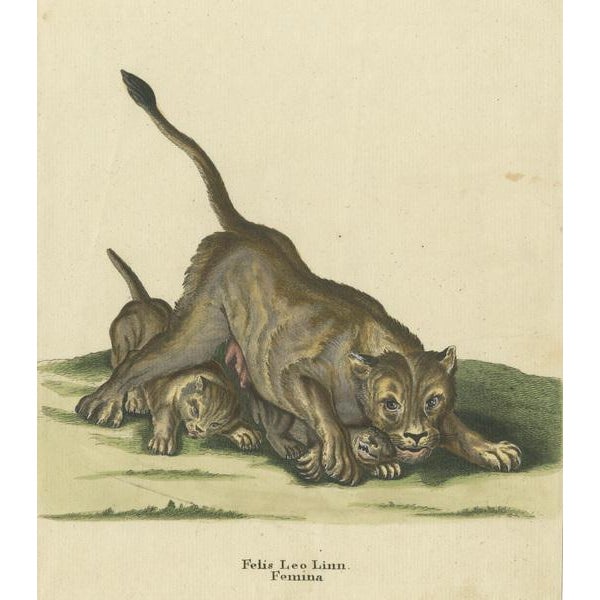 Ridinger, A Lioness and Lion Cubs, Print For Sale - Image 3 of 6