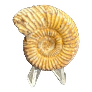 Fossilized Perisphinctes Ammonite Shell Natural Prehistoric Spiral Specimen For Sale