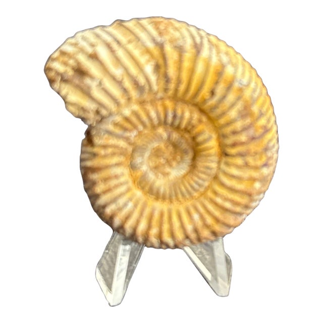 Fossilized Perisphinctes Ammonite Shell Natural Prehistoric Spiral Specimen For Sale