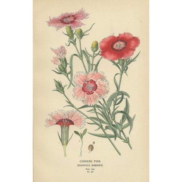 Edward Step, Triptych of Garden Elegance, 1896, Paper, Set of 3 For Sale - Image 3 of 6