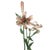Vintage Italian Tole Flowers Pink Lily / Lilies Floral Arrangement For Sale In Dallas - Image 6 of 10