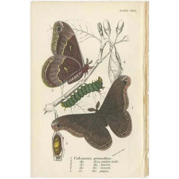 Lloyd, Various Moths, 1897, Prints, Set of 5 For Sale - Image 4 of 7