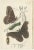 Lloyd, Various Moths, 1897, Prints, Set of 5 For Sale - Image 4 of 7