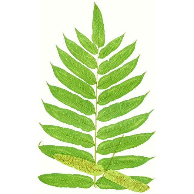 French Country Fern Motif Platters- Set of 2 For Sale - Image 3 of 3