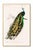 Vintage natural history artwork featuring an Indian peafowl with intricate feather detail and rich hand-colored tones. The...