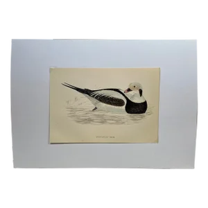 Antique Hand Tinted Bird Print From England Featuring a Long Tailed Duck - Circa 1888