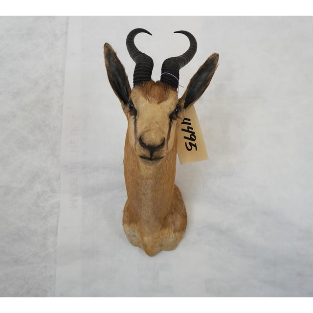 African Springbuck Taxidermy Mount Bust Head For Sale - Image 3 of 15