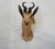 African Springbuck Taxidermy Mount Bust Head For Sale - Image 3 of 15