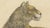 Early 19th Century Karl Joseph Brodtmann, Lioness with Cubs, 1816, Lithograph For Sale - Image 5 of 10