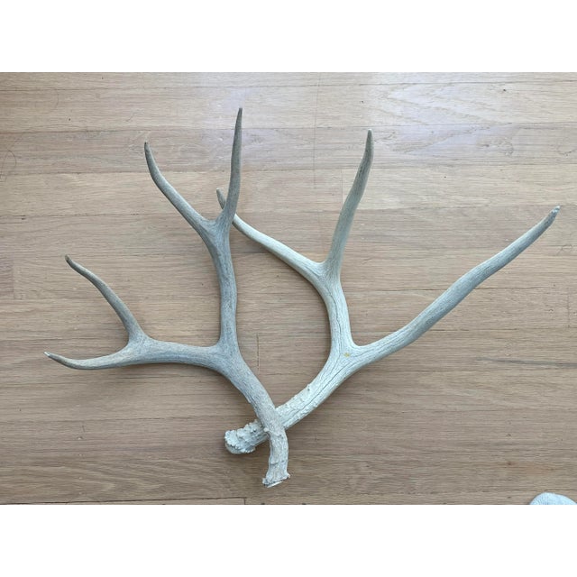 Ivory Vintage Natural Deer Antler - a Pair For Sale - Image 8 of 13