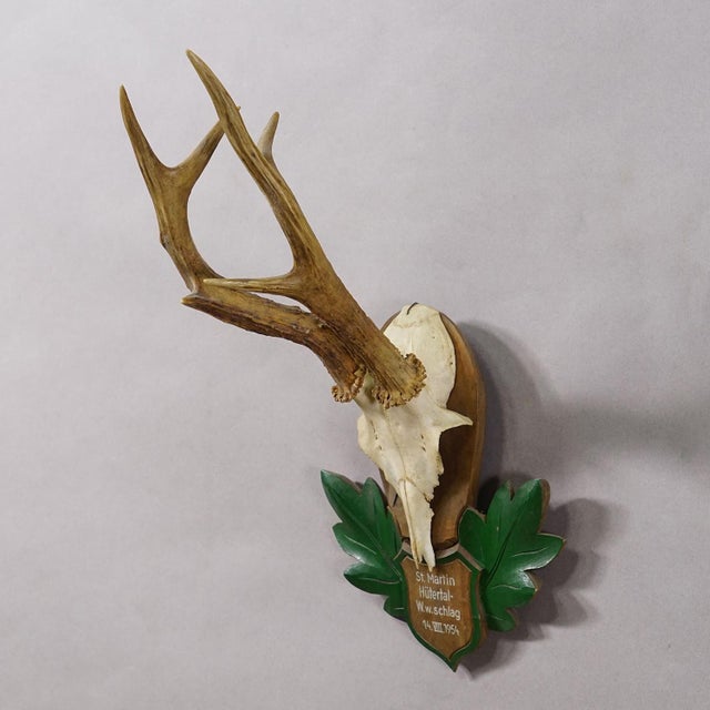 Great Black Forest Red Deer Trophy on Carved Plaque - Germany 1954 Item e8176 A vintage red deer (Capreolus capreolus)...