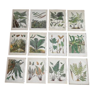 Antique 19th Century Large Botanical Fern Chromolithographs - Set of 12 For Sale