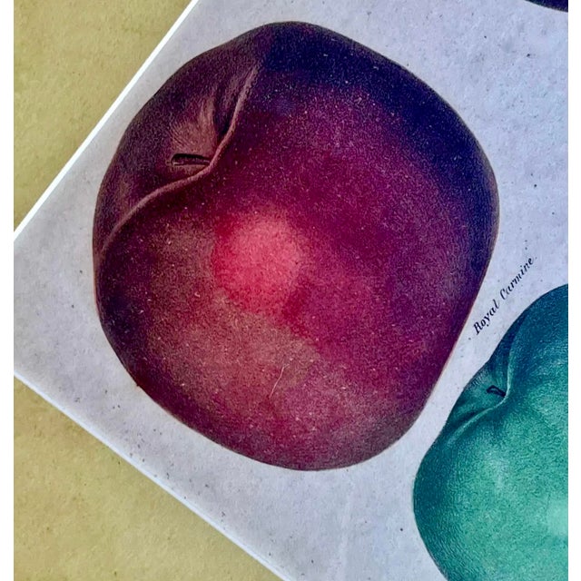 Red 19th C. American Traditional Apple Bookplates, a Pair For Sale - Image 8 of 10