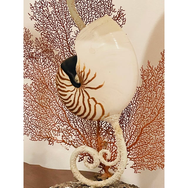 1960s Impressive Coastal Pair Sea Shell W Sea Fans Lamps For Sale In Miami - Image 6 of 8
