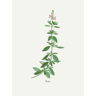 Basil Herb by Redouté, Vintage Botanical Art Print, 18" X 24" For Sale