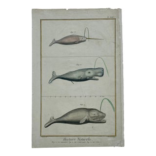 Whales & Narwhal Original Print by Buffon, 1774 For Sale