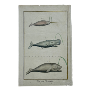 Whales & Narwhal Original Print by Buffon, 1774