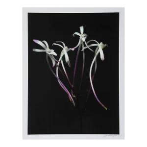 Tall Flowers, Jonathan Singer, Photography
