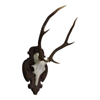 Large Black Forest Stag Trophy on Carved Plaque - Germany 1900s For Sale