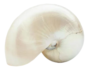 Flo Pearlescent Natural Shell
