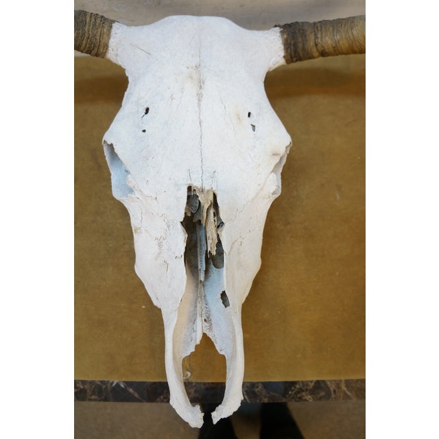 Western Southwestern Longhorn Cow Bull Steer Skull Horns Taxidermy 26" For Sale - Image 6 of 16