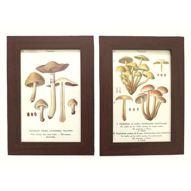 FREE SHIPPING ANYWHERE IN THE CONTINENTAL US! This is a set of 5 vintage mushroom offset lithograph prints from the book...