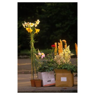 Homer Sykes, Last Day Chelsea Flower Show England, 1985, Limited Edition Print For Sale