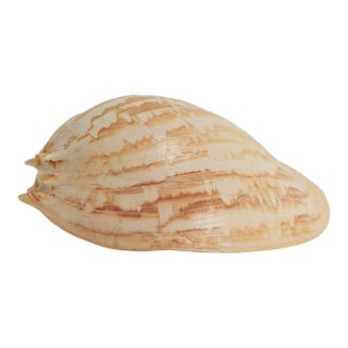 Large Melo Amphora Sea Shell For Sale