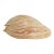 Large Melo Amphora Sea Shell For Sale