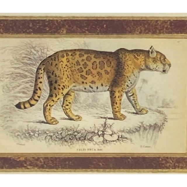 Pair: Vintage Jaguar Felis Onca Book Plate Lithographs Framed Art Print Big Cats For Sale - Image 4 of 18