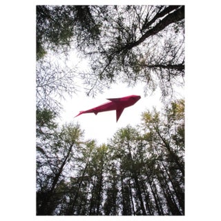 Liam Hopkins, Flying Shark 01, Photographic Print For Sale