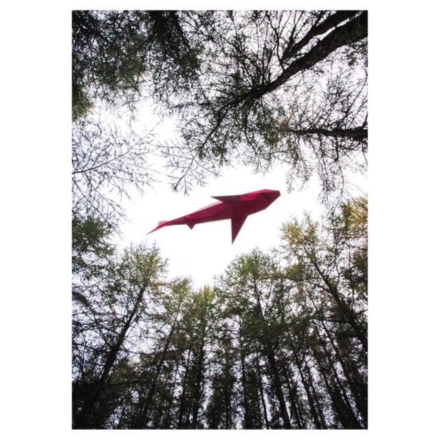 Liam Hopkins, Flying Shark 01, Photographic Print For Sale
