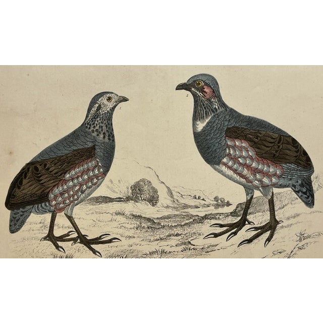 Antique Hand Colored Bird Print From England Showcasing a Pair of Large-Footed Partridges - Circa 1850 For Sale - Image 9 of 10