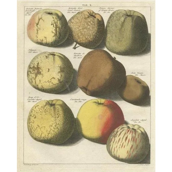 Various Apples, 1758, Paper For Sale - Image 6 of 6