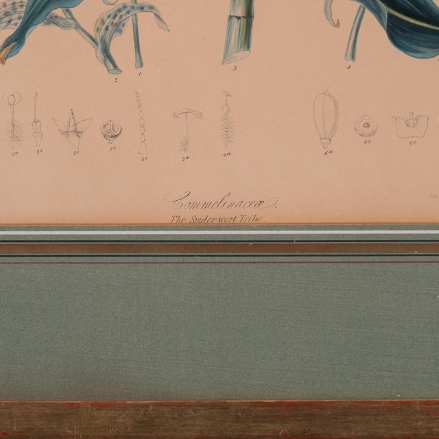 Paper Elizabeth Twining Prints From Natural Order of Plants, C. 1849 - A Pair For Sale - Image 7 of 7