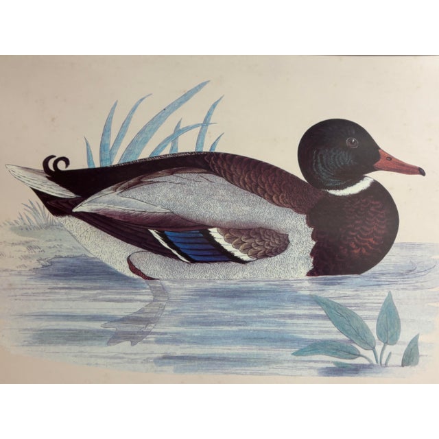 Cabin Vintage Framed Waterfowl Print of a Red-Breasted Merganser Duck For Sale - Image 3 of 7
