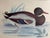 Cabin Vintage Framed Waterfowl Print of a Red-Breasted Merganser Duck For Sale - Image 3 of 7